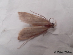 Lepidoptera
