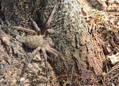 Phoneutria eickstedtae