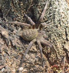 Phoneutria eickstedtae