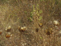 Cynara humilis, photograph (c) zebedeugalinha, some rights reserved (CC BY)