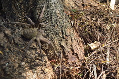 Phoneutria eickstedtae