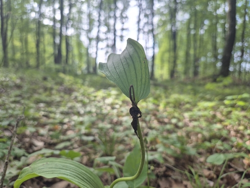 Cypripedium calceolus, photograph 2