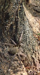 Phoneutria eickstedtae