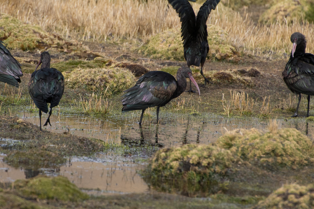 Puna Ibis