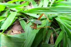 Lucullia flavovittata