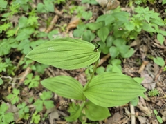 Cypripedium calceolus