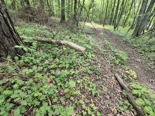Cypripedium calceolus, photograph 1