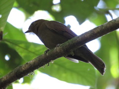 Schiffornis veraepacis