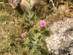 Cirsium rhaphilepis