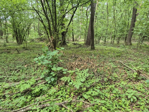 Actaea europaea, photograph 6