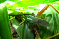 Lucullia flavovittata