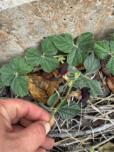 Macroptilium atropurpureum, 2026-08-11
