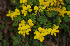 Hippocrepis