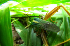 Lucullia flavovittata