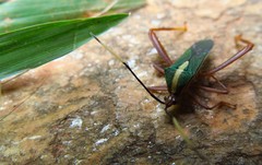 Lucullia flavovittata