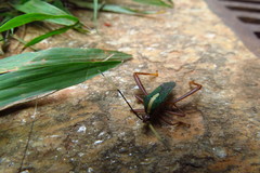 Lucullia flavovittata