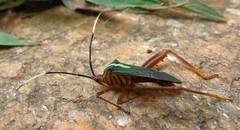 Lucullia flavovittata