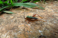 Lucullia flavovittata