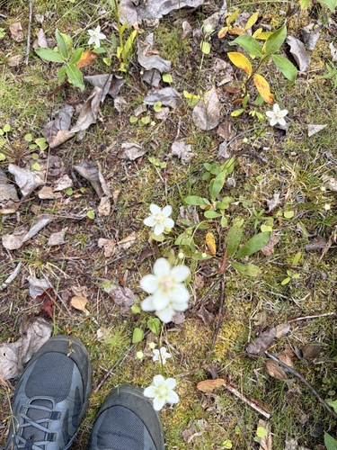 marsh grass-of-Parnassus