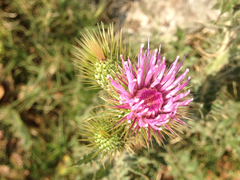 Cirsium rhaphilepis