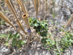 Lysimachia foemina