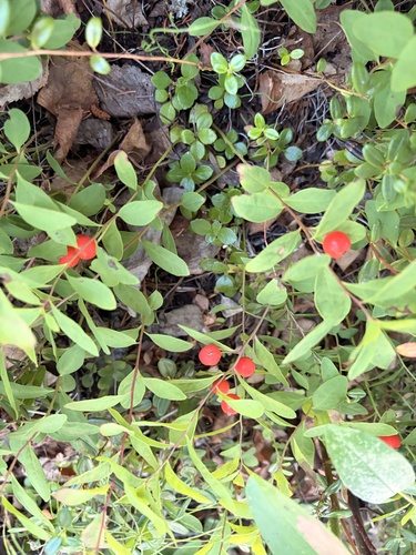 Northern Comandra