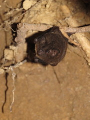 Lichonycteris obscura