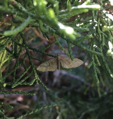 Eupithecia abbreviata