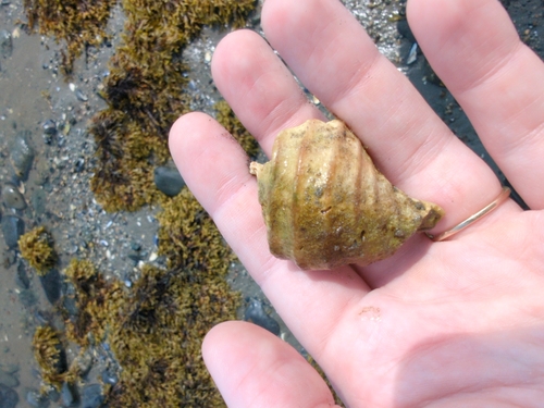 Neptunea decemcostata observed 2026-08-11