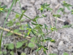 Euphorbia exigua, photograph (c) Bobo-X, some rights reserved (CC BY)
