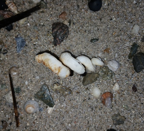 Tenagodus australis