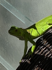 Iguana iguana