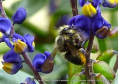 Megachile amparo