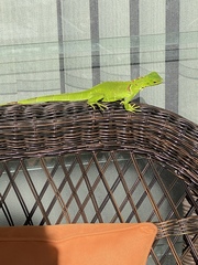 Iguana iguana