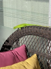 Iguana iguana