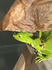 Iguana iguana