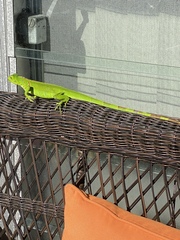 Iguana iguana