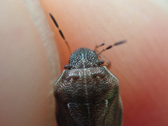 Neottiglossa pusilla