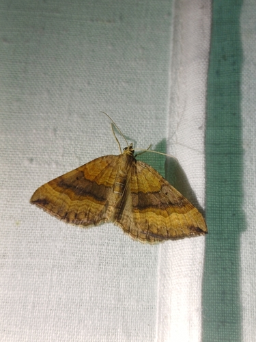Shaded Broad-bar