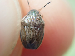 Neottiglossa pusilla