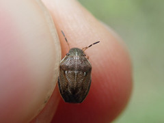 Neottiglossa pusilla