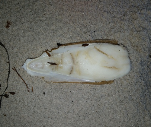 New Holland Cuttlefish