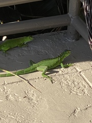 Iguana iguana