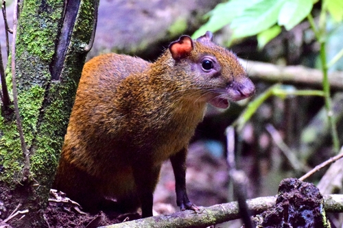 Ruatan Island Agouti