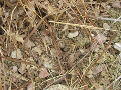 (c) zebedeugalinha, some rights reserved (CC BY) Scorpiurus muricatus, photograph (c) zebedeugalinha, some rights reserved (CC BY)