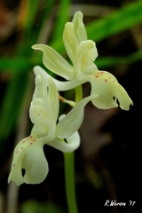 Orchis provincialis
