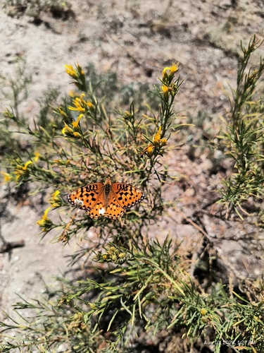 iNaturalist observation photo of Mormon Fritillary
