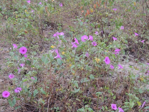 Ipomoea asarifolia, photograph 4