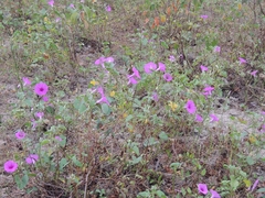 Ipomoea asarifolia, photograph (c) Paulo Nogueira, some rights reserved (CC BY)
