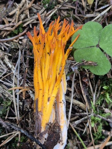 Jelly-antler